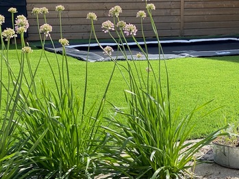 Natuurlijk gazon met trampoline in Beverwijk